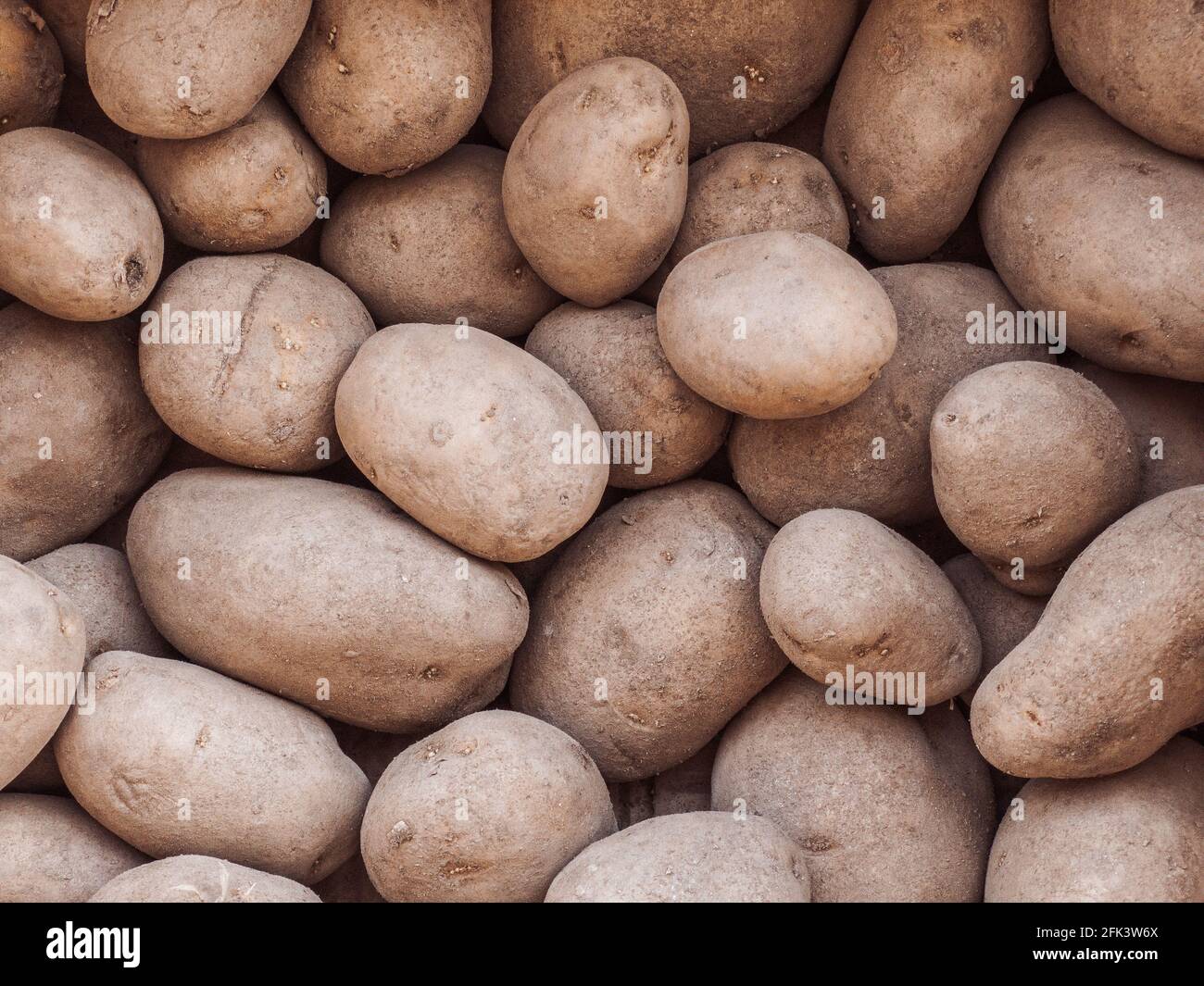 Monalisa potatoes filling the entire frame with copy space Stock Photo