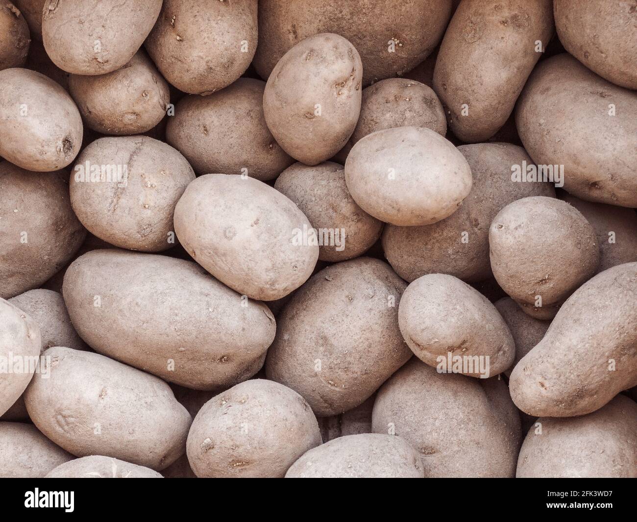 Monalisa potatoes filling the entire frame with copy space Stock Photo