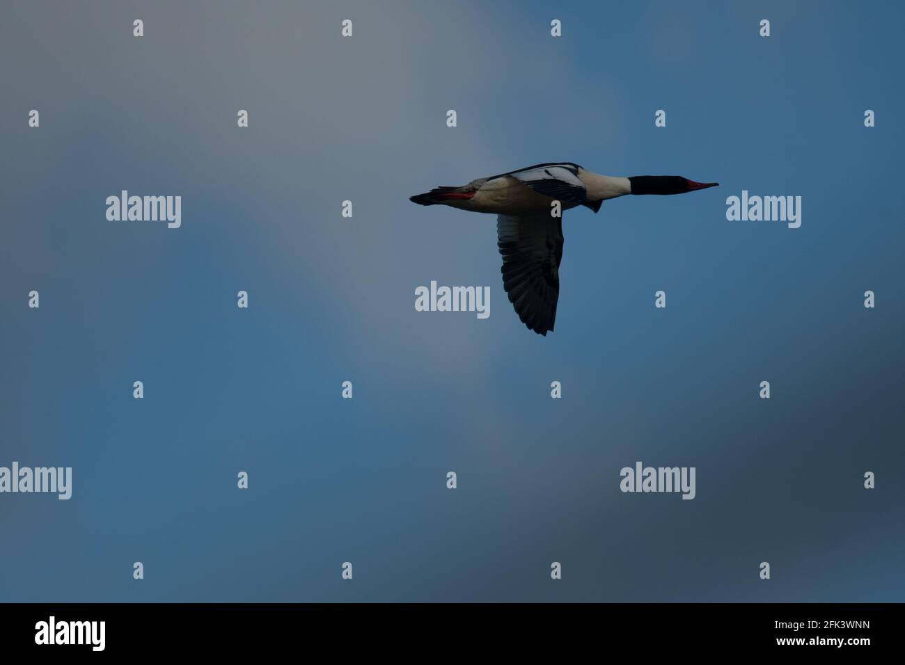 Common Merganser flying through the sky Stock Photo