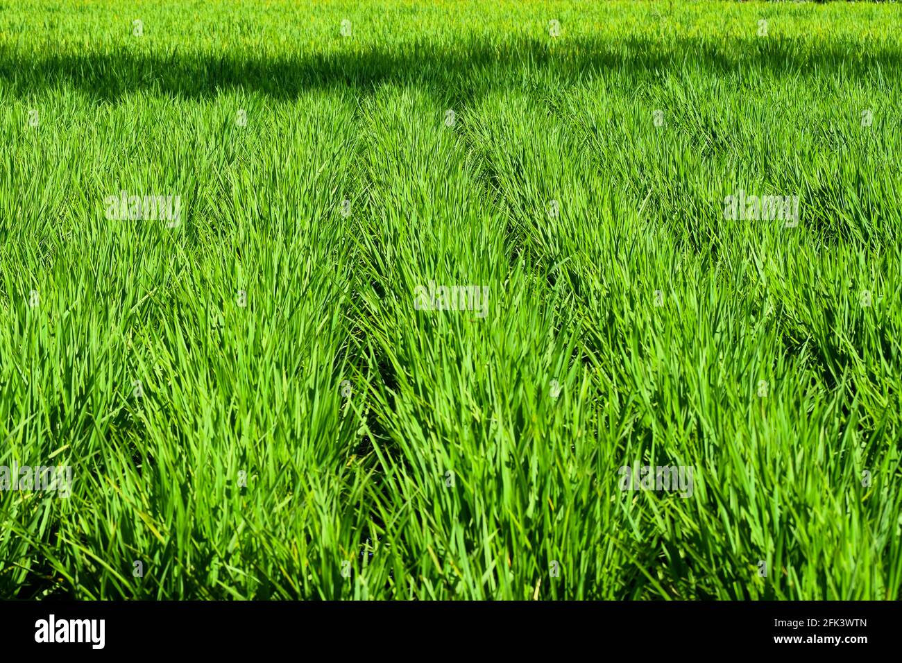 Beautiful green rice also known as paddy cultivated in the farm field in India. used selective focus. Stock Photo
