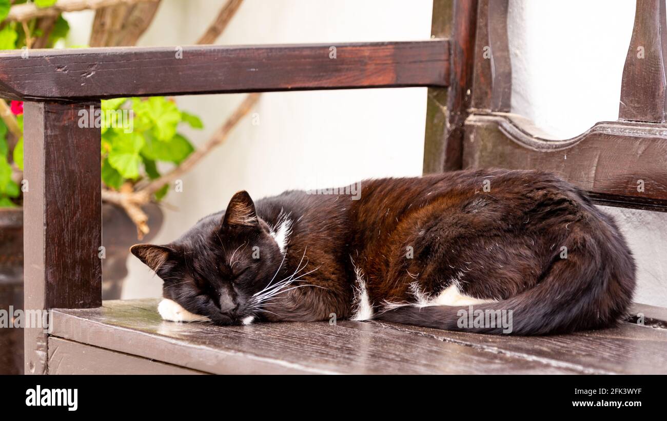 Cat snoozing on a bench before a town house Stock Photo