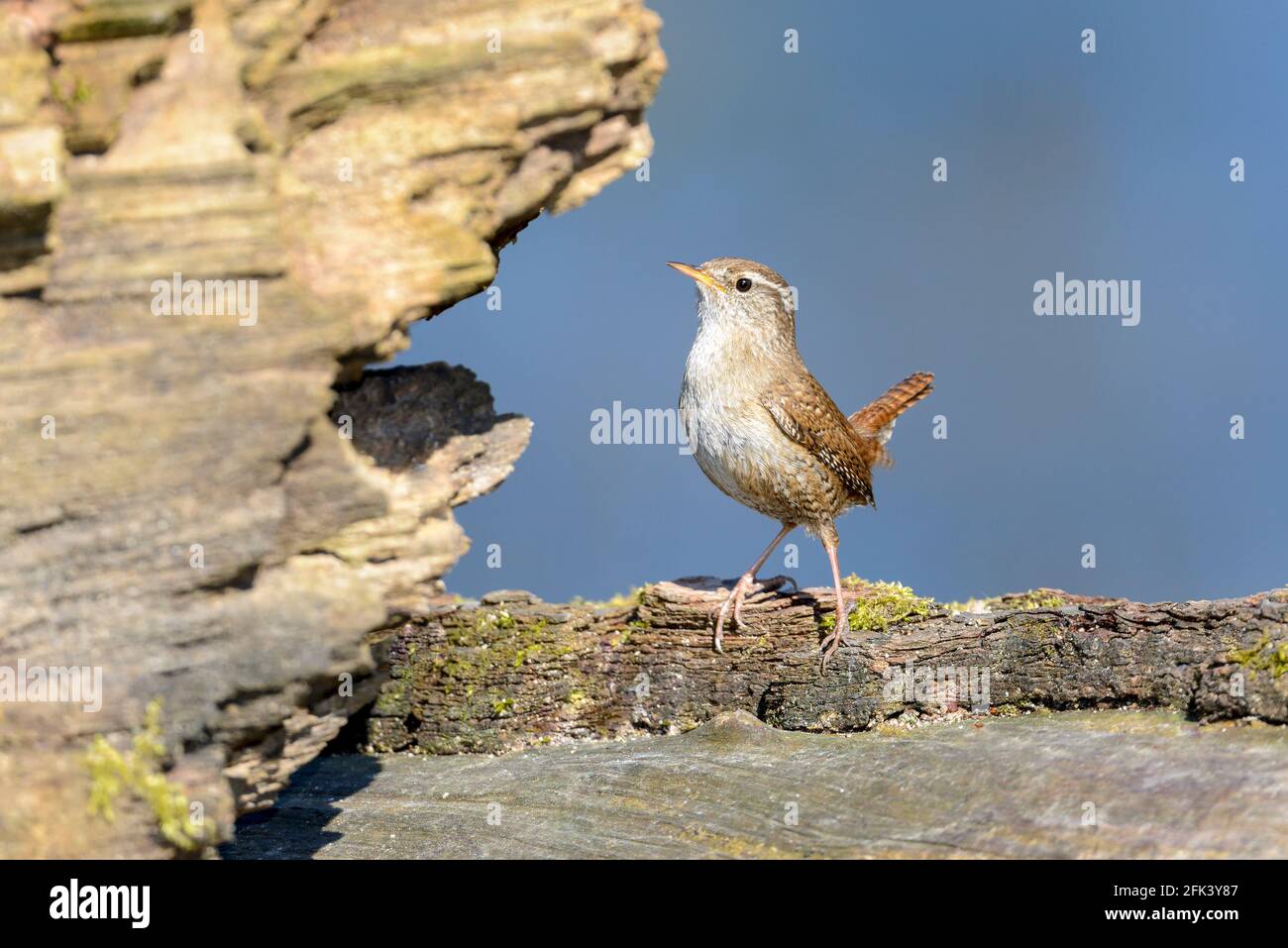 The Eurasian wren (Troglodytes troglodytes) is a very small insectivorous bird, and the only member of the wren family Troglodytidae found in Eurasia Stock Photo