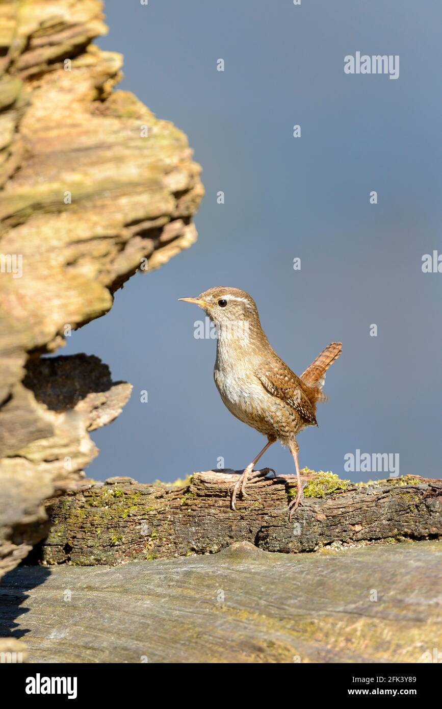 The Eurasian wren (Troglodytes troglodytes) is a very small insectivorous bird, and the only member of the wren family Troglodytidae found in Eurasia Stock Photo