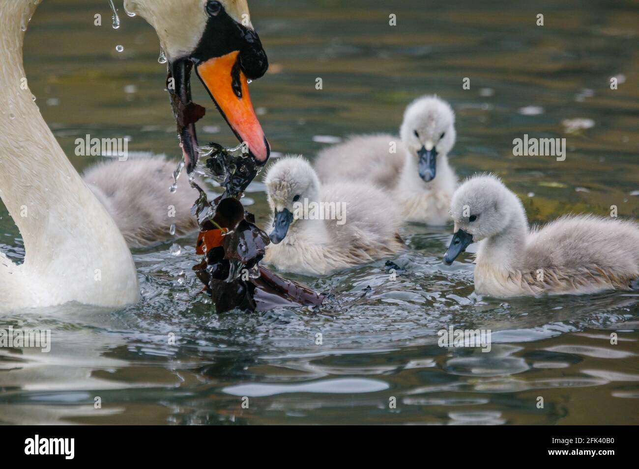 Wapping Canal, London, UK. 28th April 2021. Swan family out for breakfast on an urban canal in Wapping, East London. It is believed that the Wapping cygnets are some of the first to hatch every year in central London. Wapping, Tower Hamlets, London, E1W  Amanda Rose/Alamy Live News Stock Photo