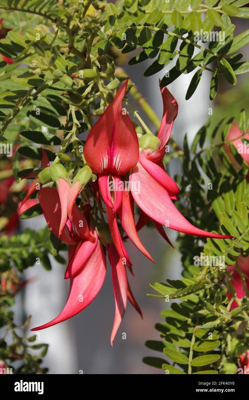 New Zealand Parrot's bill, Clianthus puniceus, flowers in the spring sunshine Stock Photo