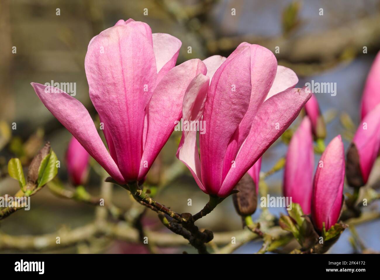 Pink Magnolia tree in full bloom in the spring sunshine, UK Stock Photo ...