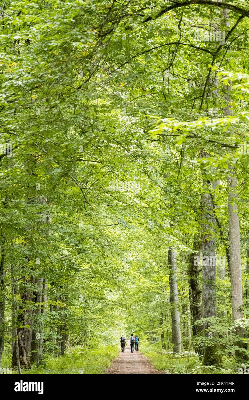 Vertical shot road hi-res stock photography and images - Alamy