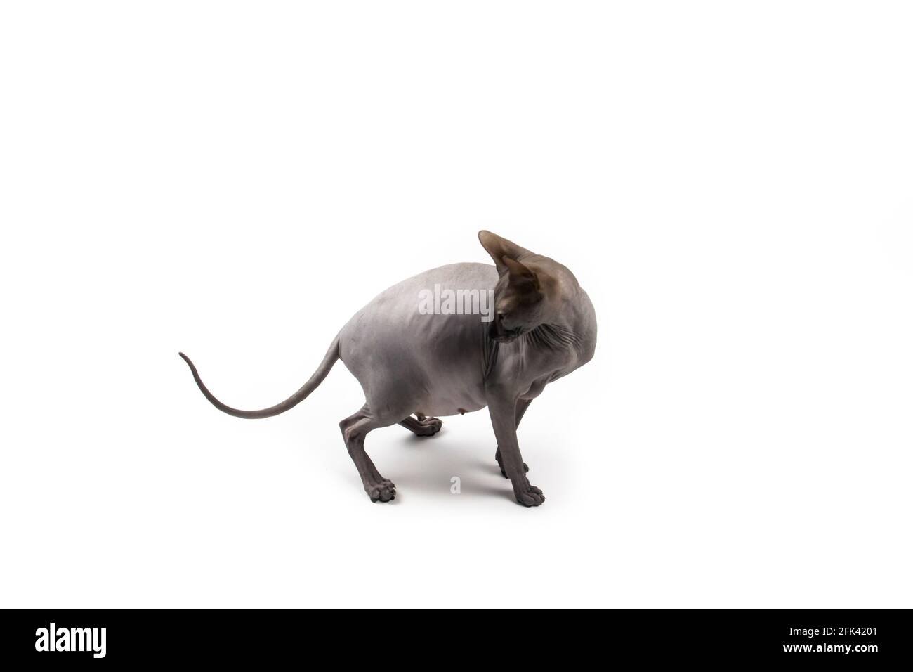 Sphynx sales cat pregnancy