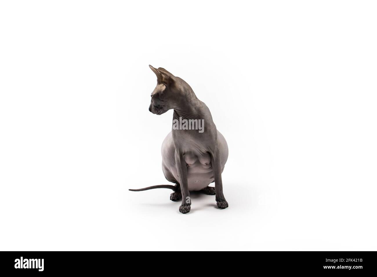 Sphynx pregnant cat. Beautiful gray hairless sphynx cat sit Stock Photo Alamy