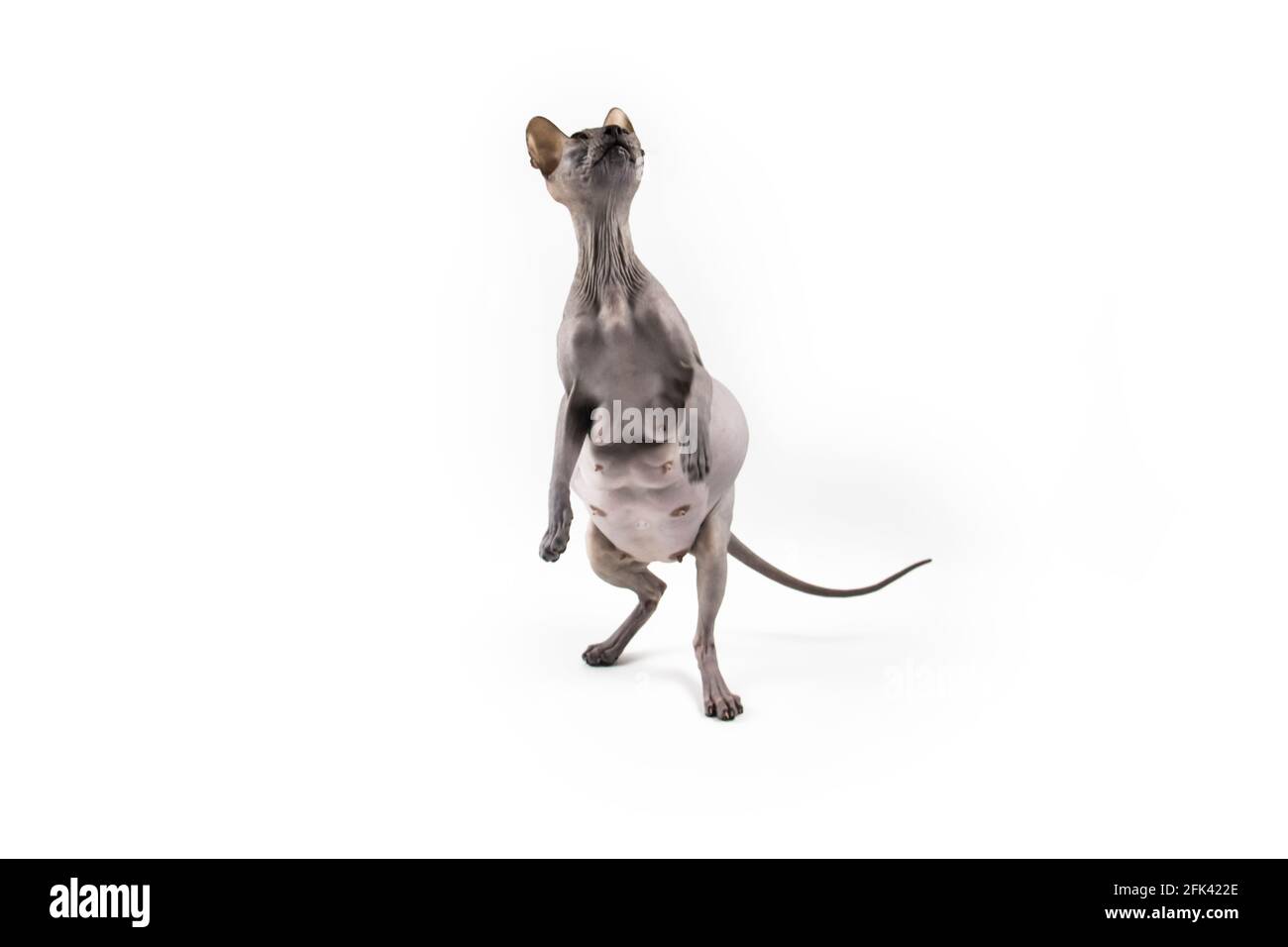 Sphynx pregnant cat. Beautiful gray hairless sphynx cat stand on two paws and try catch