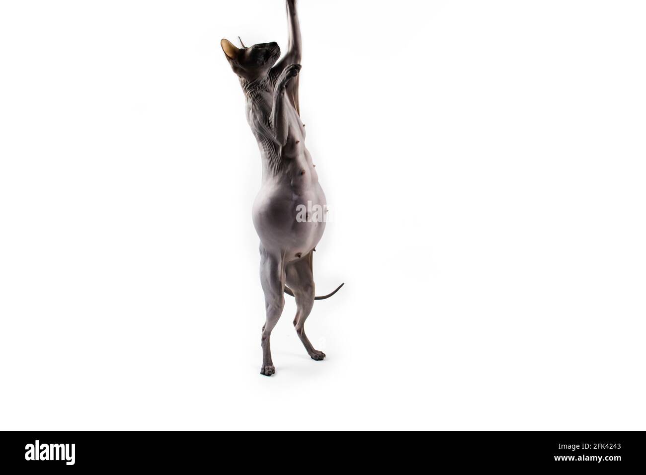 Sphynx pregnant cat. Beautiful gray hairless sphynx cat stand on two paws and try catch
