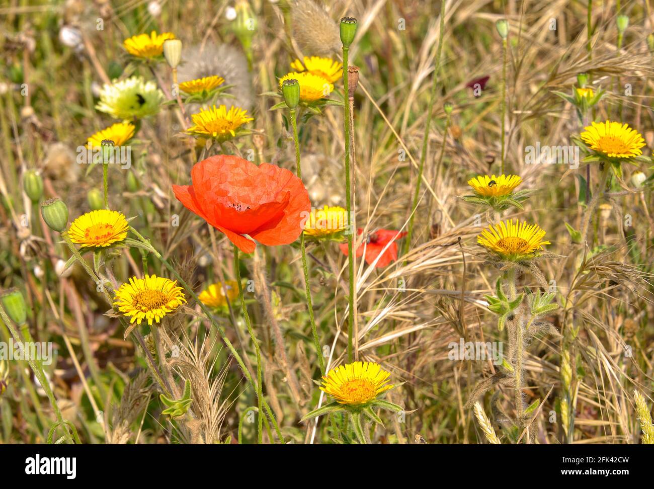 Among Tall Grasses High Resolution Stock Photography and Images - Alamy