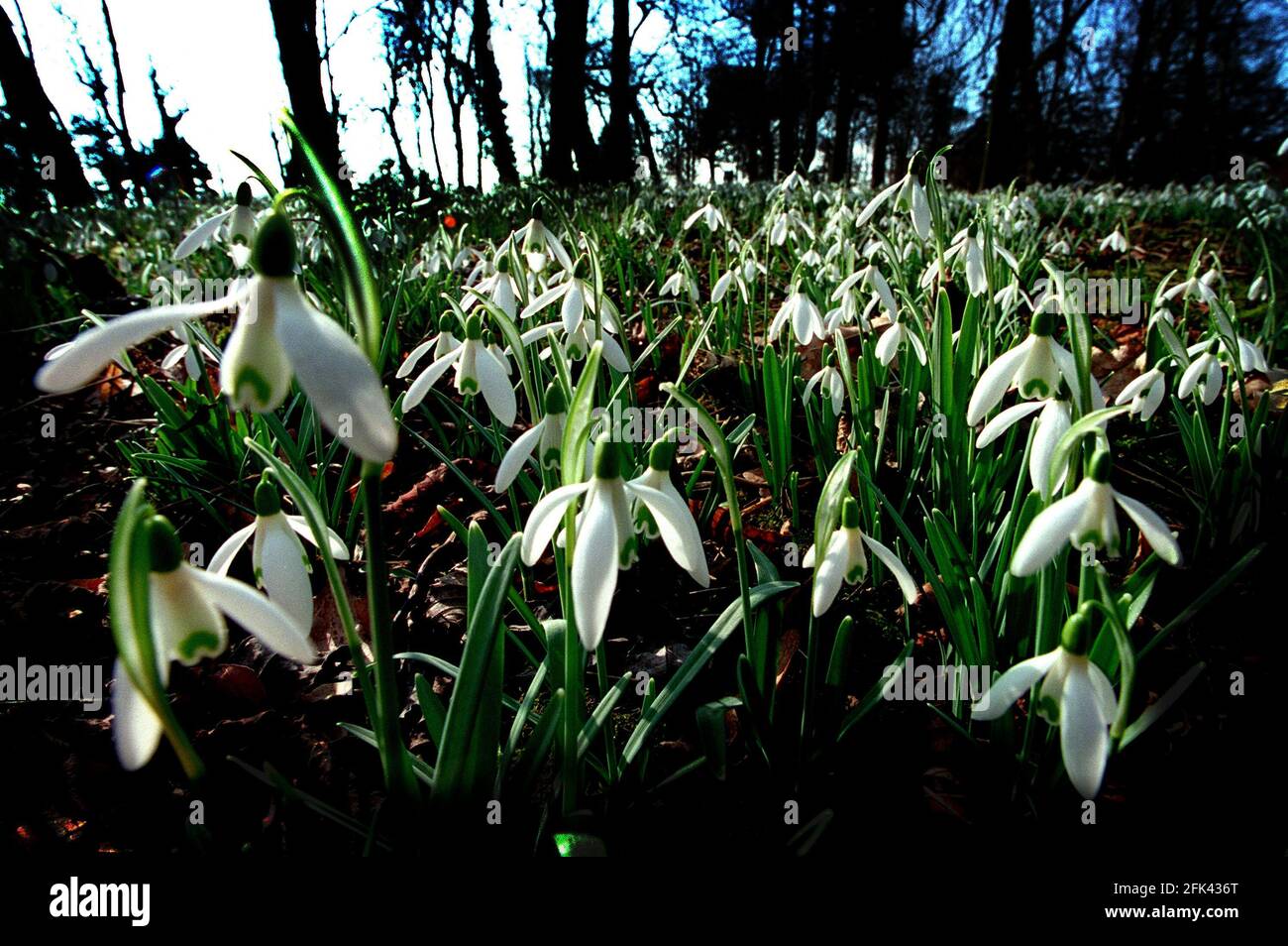 Snowdrops bloom in the grounds of Easton Lodge 1998The Gardens of Easton Lodge Great Dunmow Essex which were allowed to fall into disrepair after the countess of Warwick died in 1938  and the surrounding parkland was turned into a USAF airbase The house and Italian style  garden by Harold Peto were abandoned in the 1950s The Present owners Brian and Diana Creasey have spent the last five years restoring the 17th century   woodland area with snowdrops Stock Photo