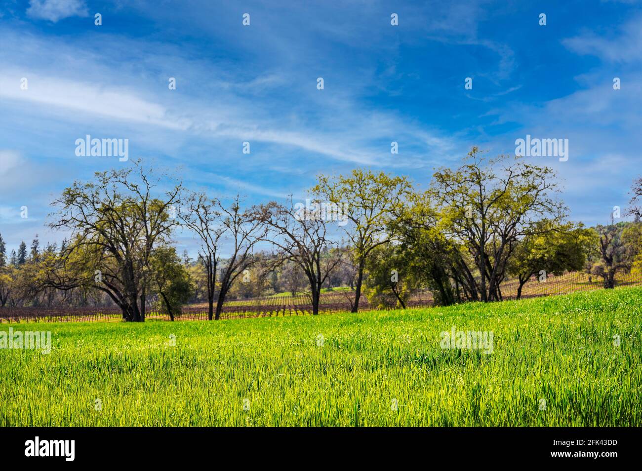 Beautiful view of trees on a green grassy field on a fine day Stock ...