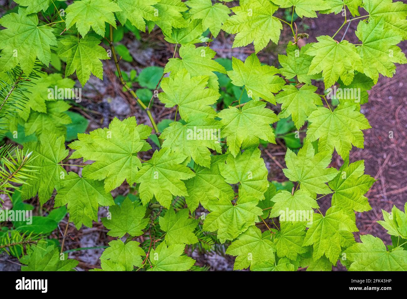 Top view of a vine maple plant growing in the forest in Central Oregon