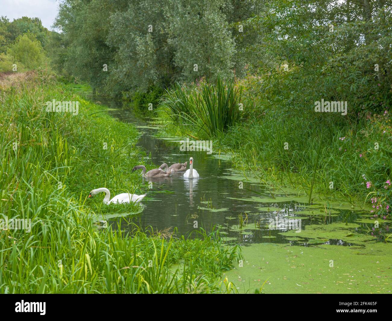 Grass rivulet feeding hi-res stock photography and images - Alamy