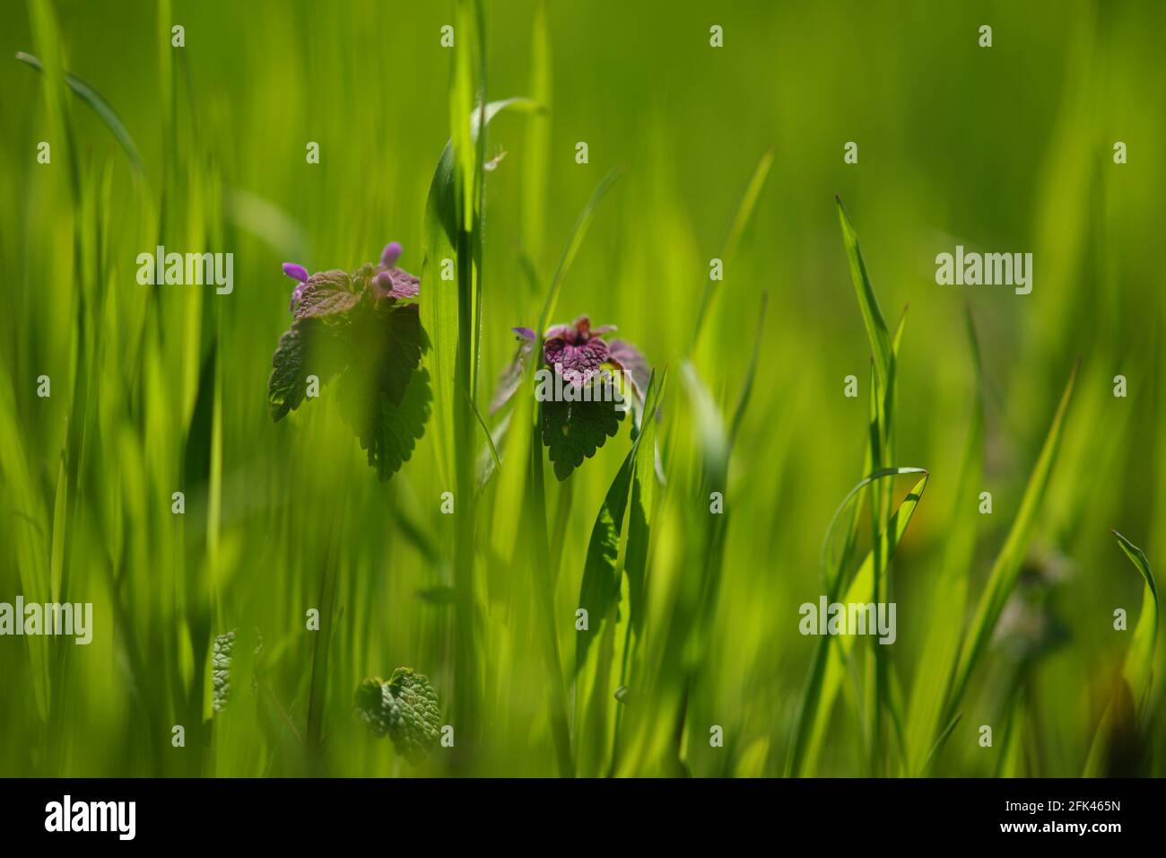Wild purple plants grow in spring green grass Stock Photo Alamy