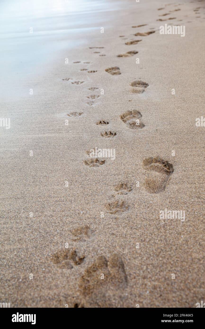 Human footprints dog paw prints hi-res stock photography and images - Alamy