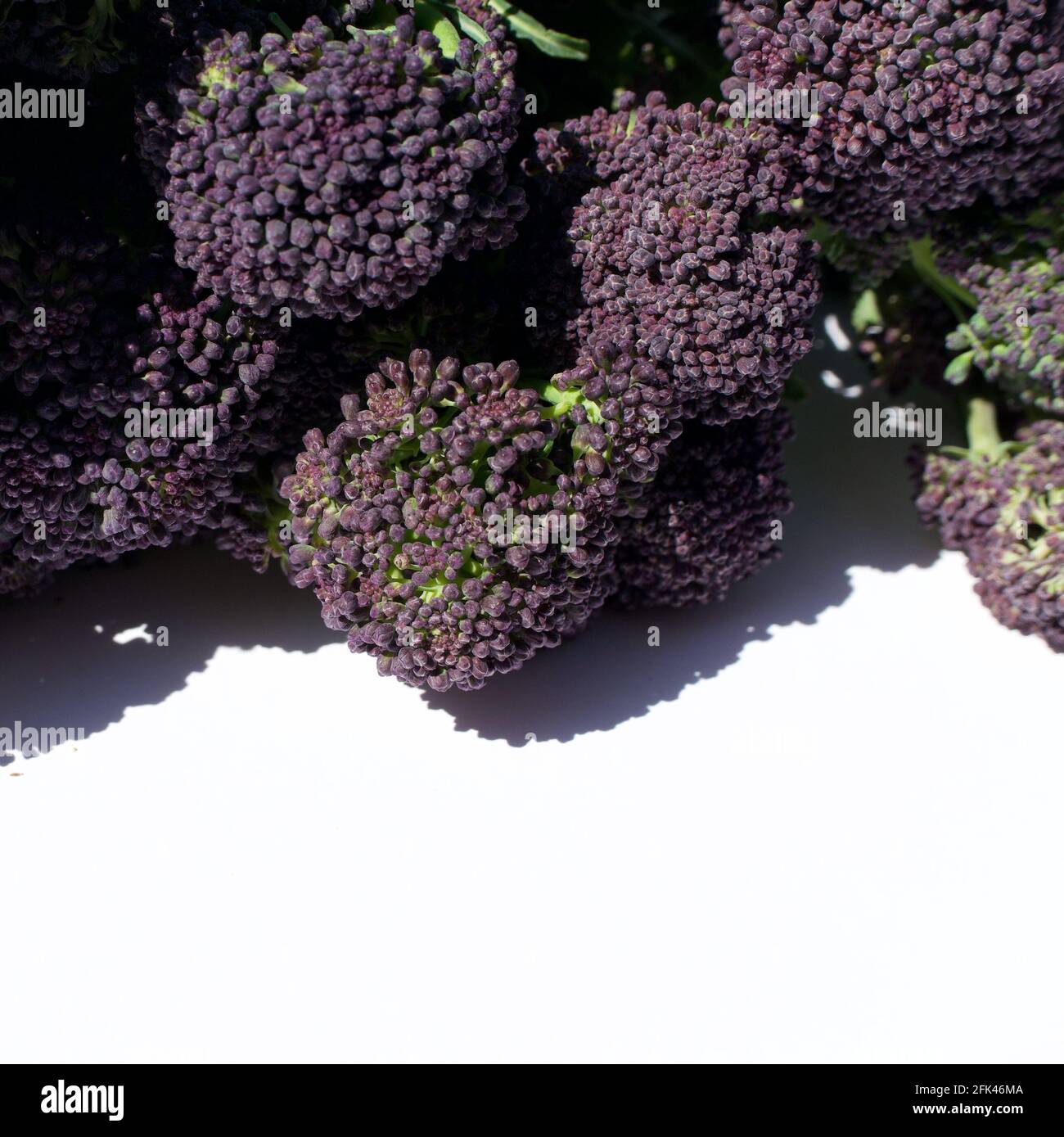 Early broccoli hires stock photography and images Alamy