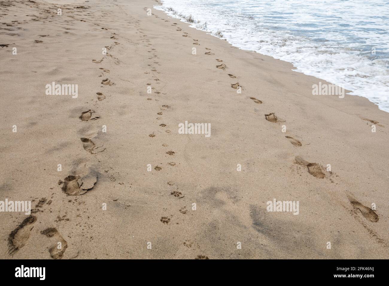 Human footprints dog paw prints hi-res stock photography and images - Alamy