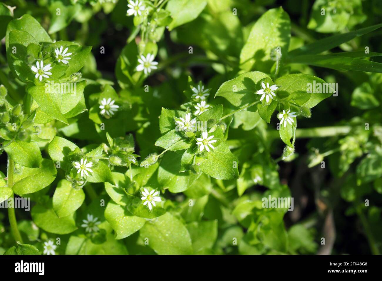 Chickweed Chickenwort Craches Maruns Gew hnliche Vogelmiere Mouron Chickweed Chickenwort Craches Maruns Gew hnliche Vogelmiere Mouron