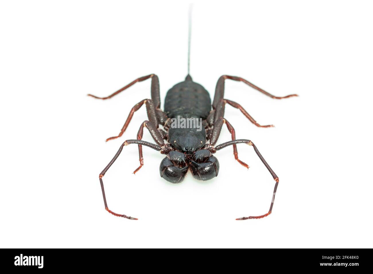 Image of whip scorpion isolated on white background. Animal. Insect. Stock Photo