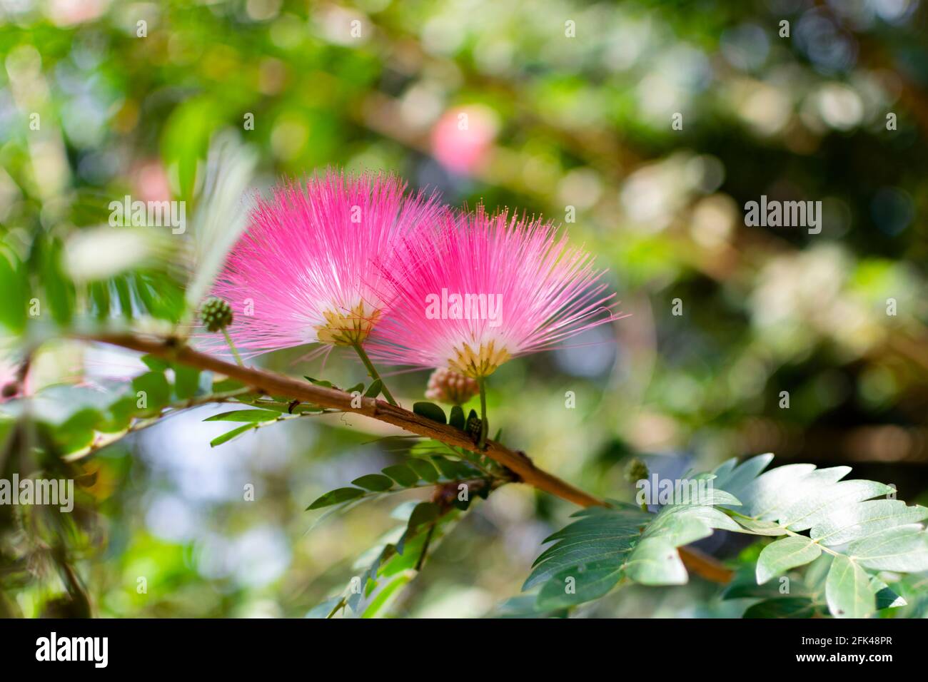 Pink Powder puff flowers on the branch which is a tropical shrub with selective focus and bokeh background. These flowers also known as Surinamese. Stock Photo
