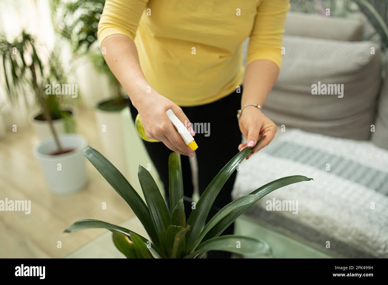 Unrecognizable woman watering and spraying houseplant in living room close up, using water spray. Concept plant care Stock Photo