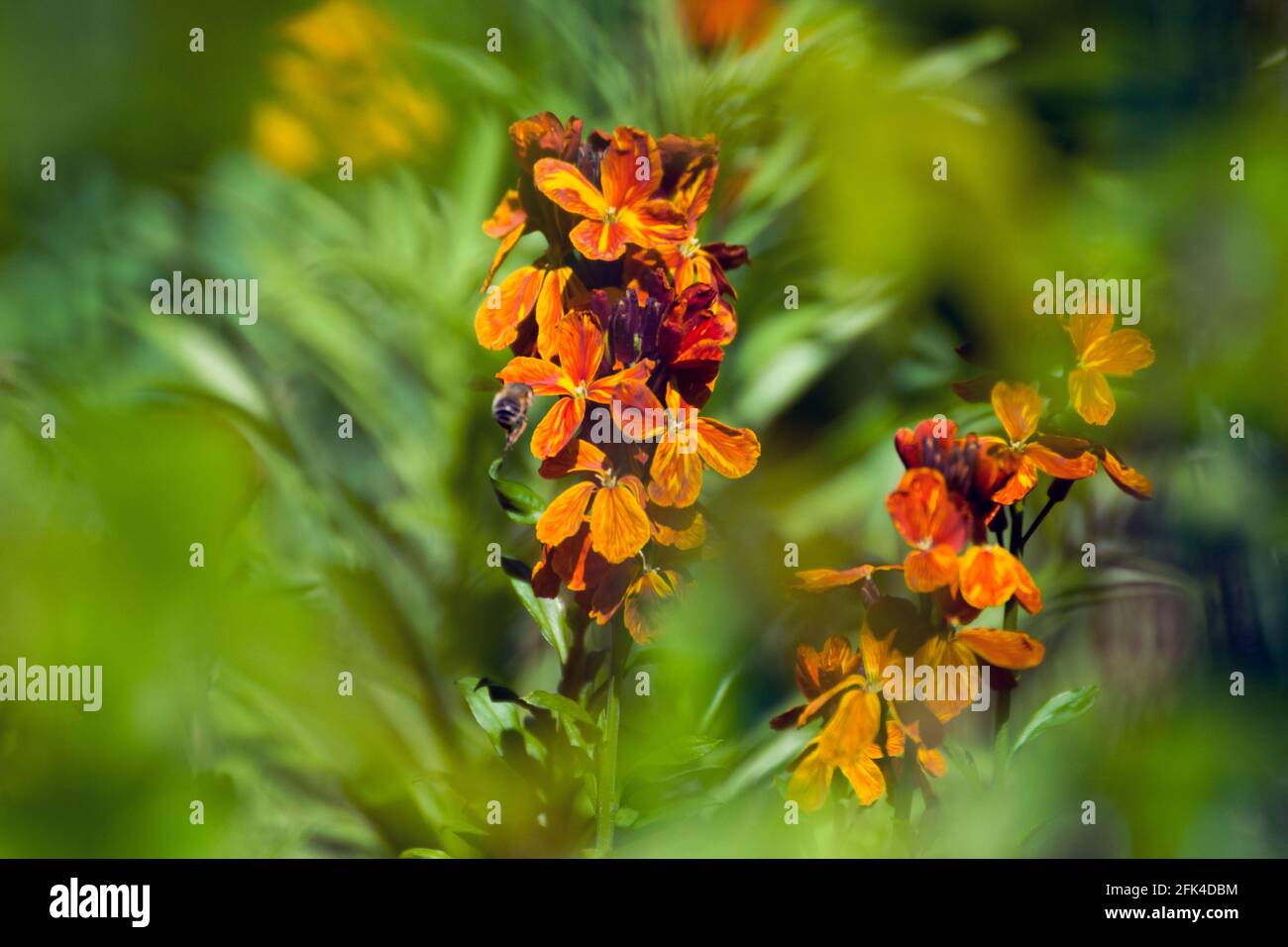 A beautiful Wallflower, a southern European plant with fragrant yellow, orange-red, dark red, brown flowers with bee buzzing in it. Bokeh background. Stock Photo