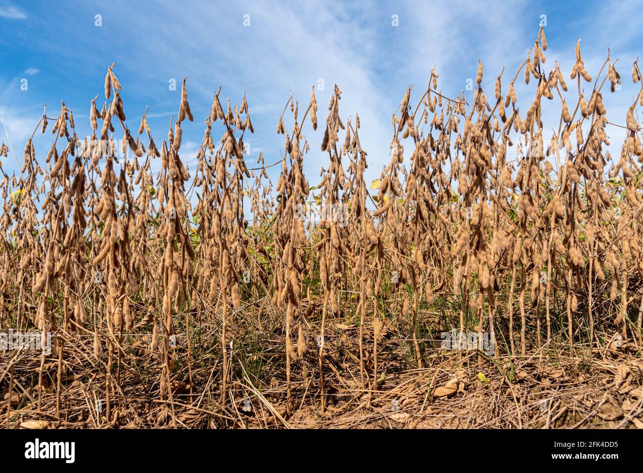 Soybean biodiesel hires stock photography and images Alamy