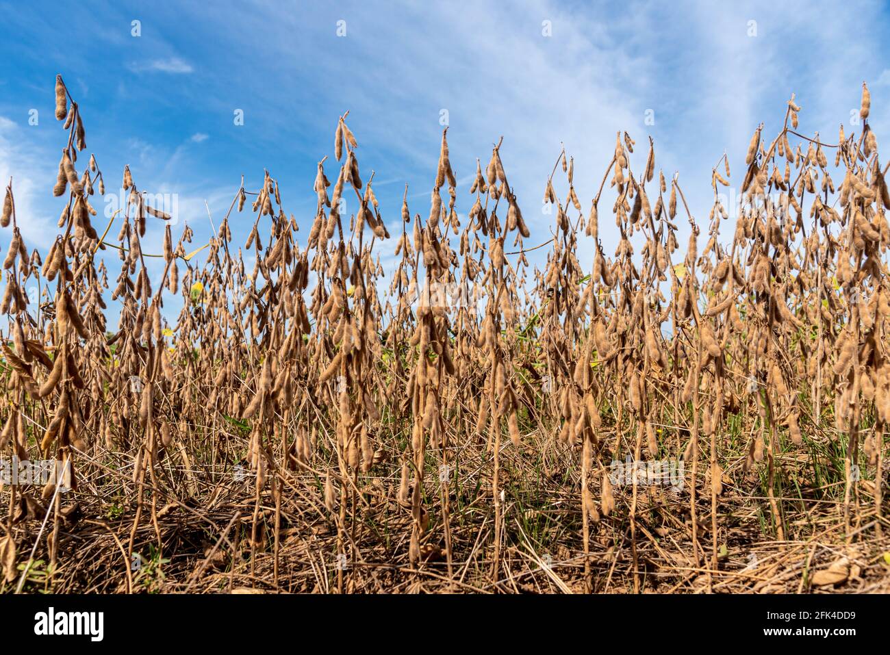 Dried soybean pods planted at the harvest stage. Grain harvest. Pods