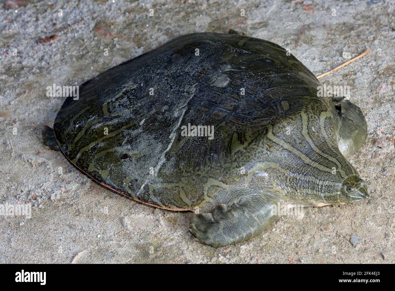 Indian Narrow-headed Softshell Turtle Stock Photo