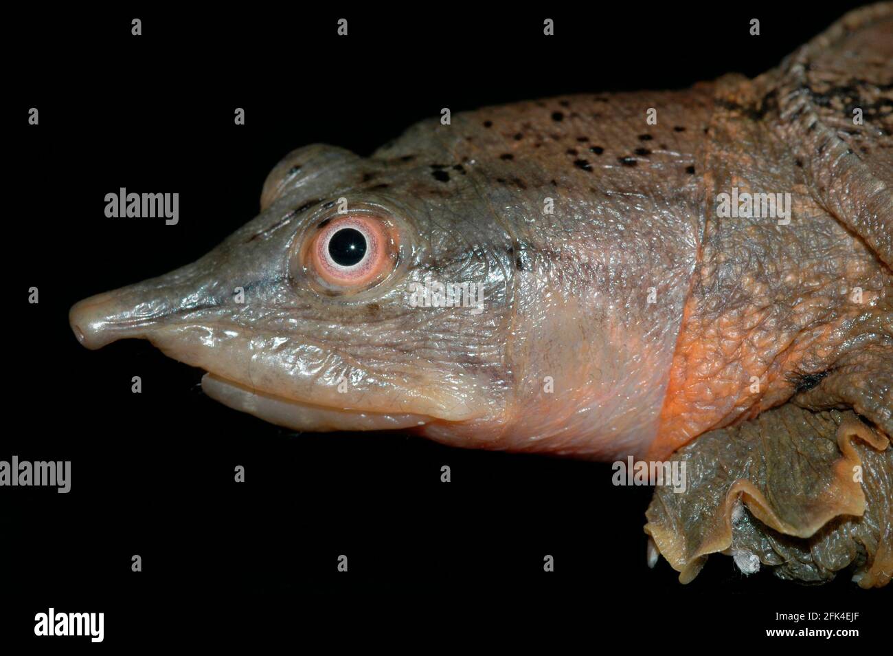 Malayan Softshell Turtle Stock Photo Alamy