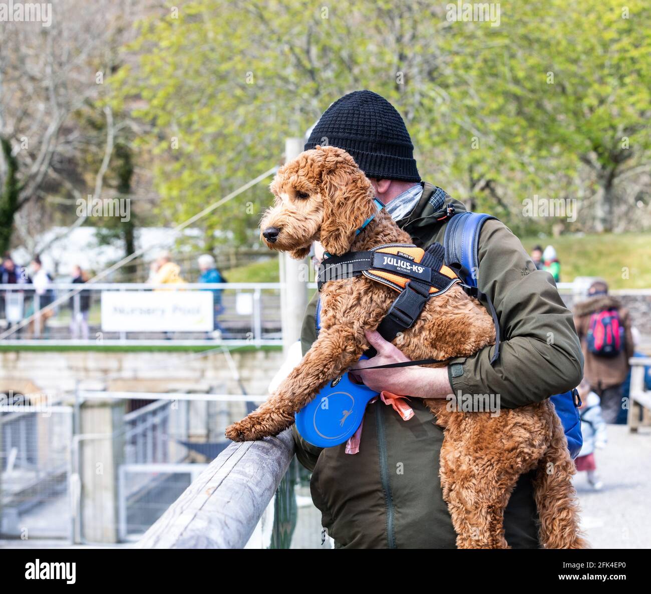 Gweek,Cornwall,28th April 2021,A man with a Red Cockapoo looks st the ...