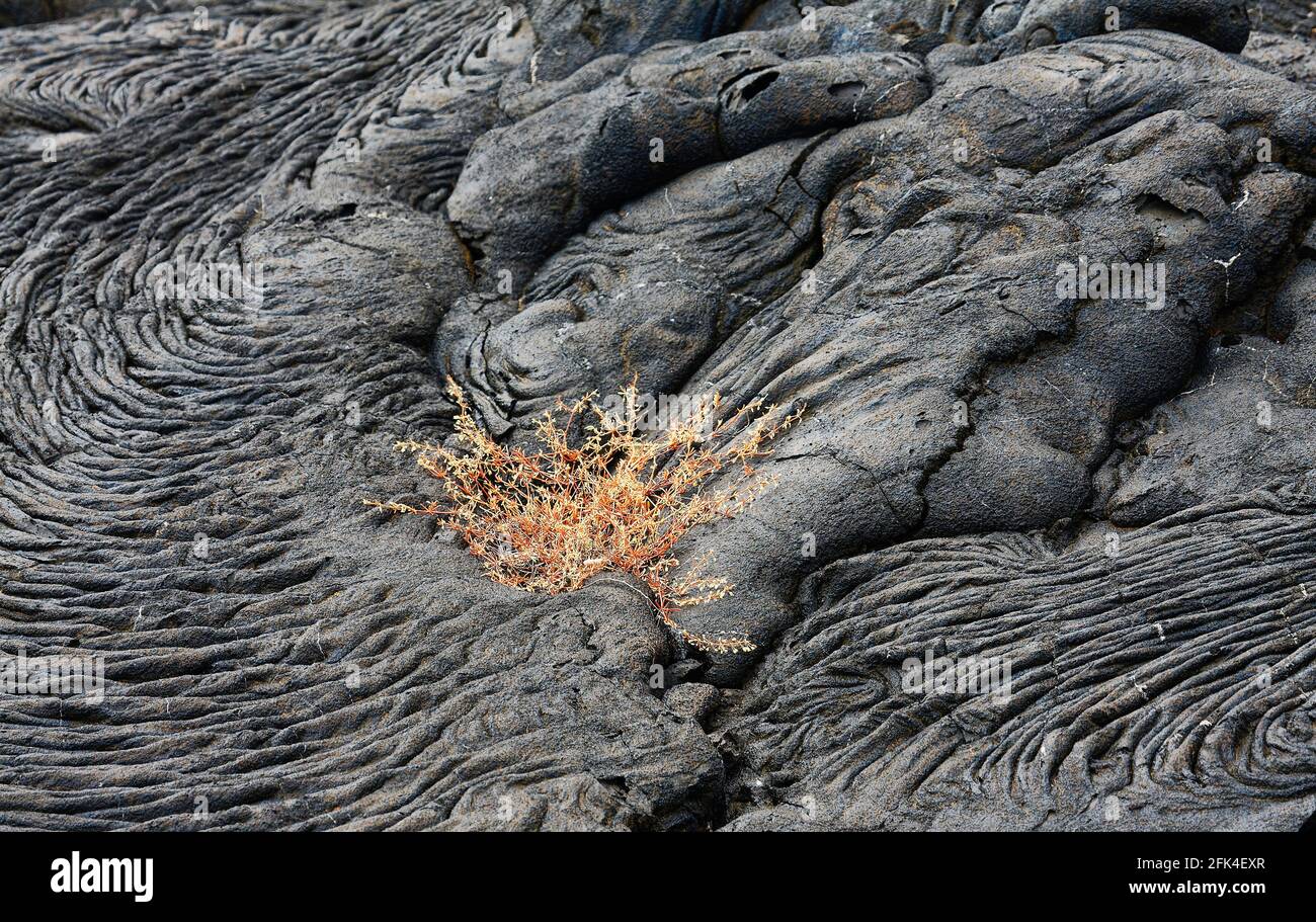 Mollugo lava flowers, pioneer, wildflowers, lava flow, volcanic activity, nature, Mollugo flavescens gracillima, South America; Galapagos Islands; San Stock Photo