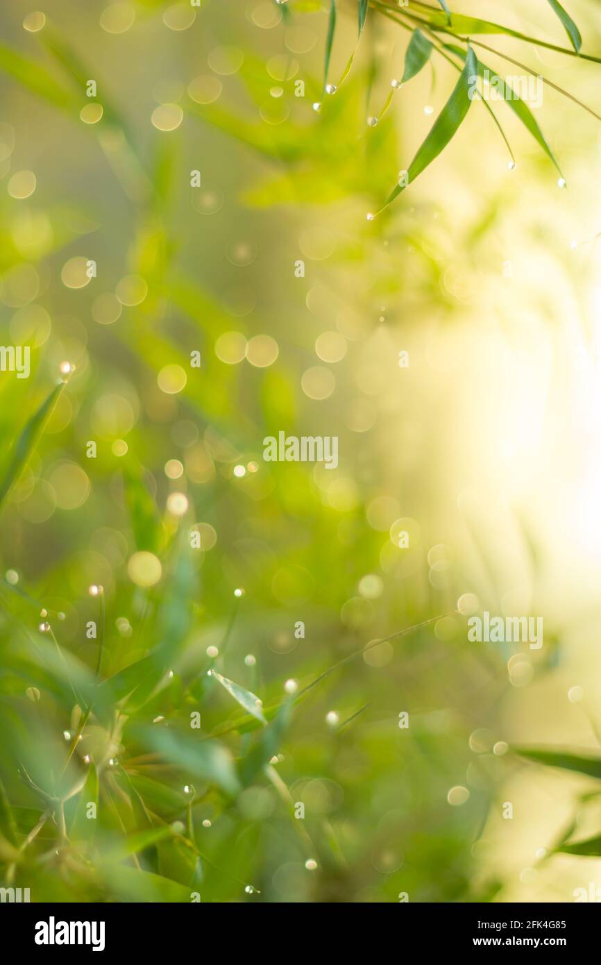 Abstract bokeh lights from hi-res stock photography and images - Alamy