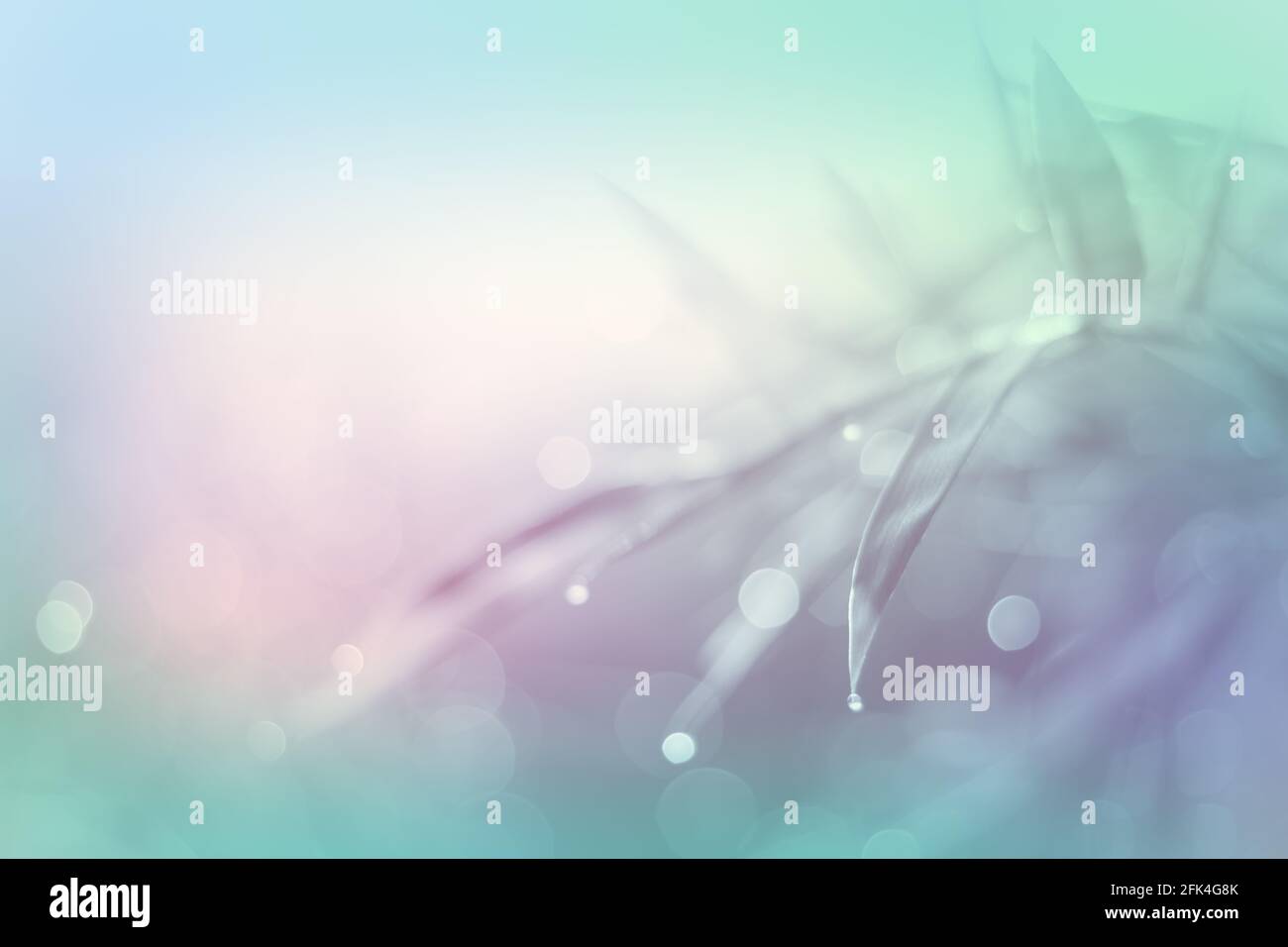 Soft focus s hi-res stock photography and images - Alamy