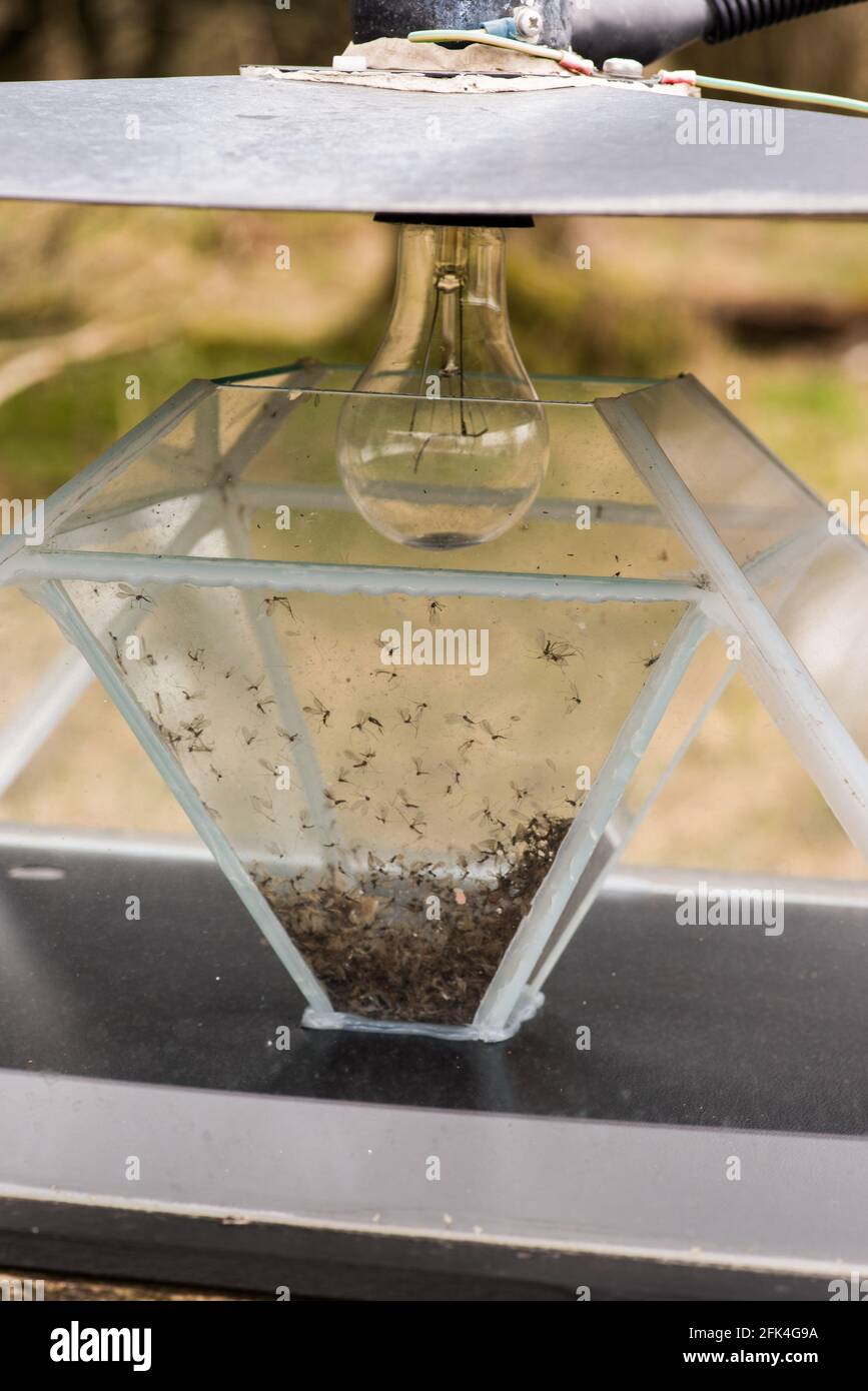 Moth light bulb hires stock photography and images Alamy