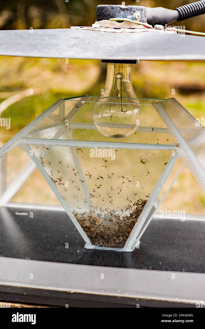 Moth light bulb hires stock photography and images Alamy