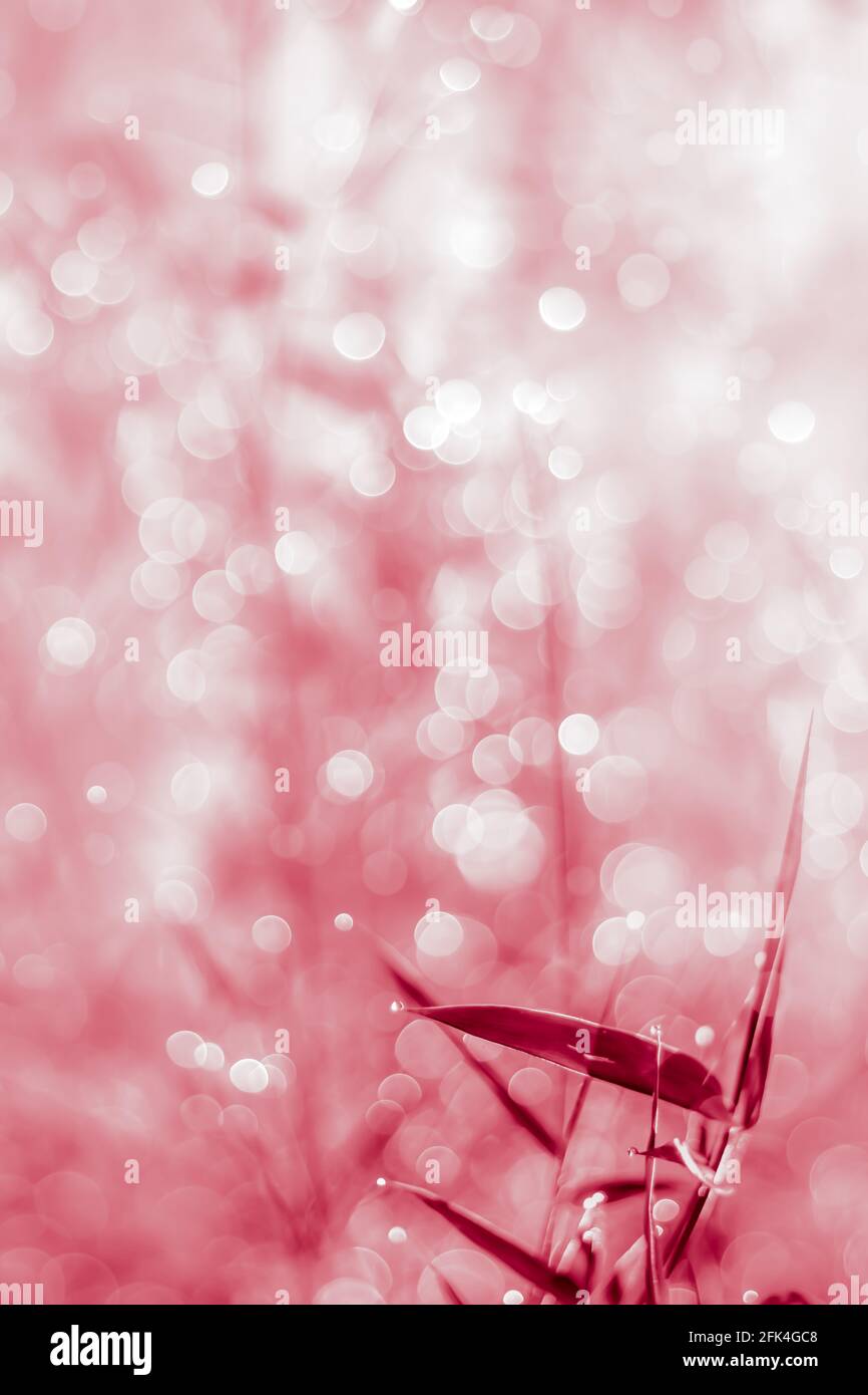 Defocused Bokeh, twinkling lights vivid color abstract blurred bokeh background. Natural softness with pink picture style. Stock Photo