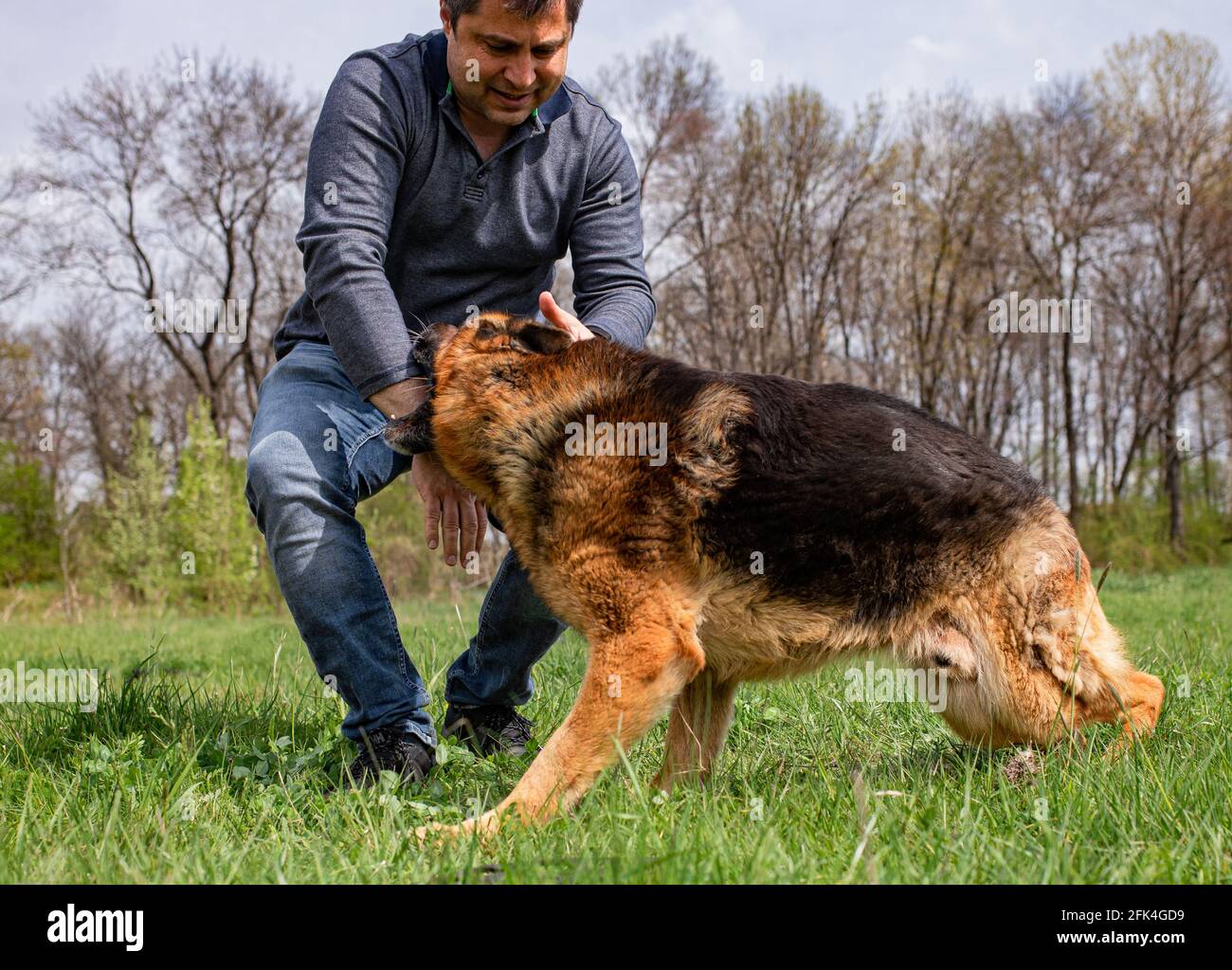 An adult male is being attacked by a German Shepherd as part of a play on a green grass lawn during spring time. Stock Photo