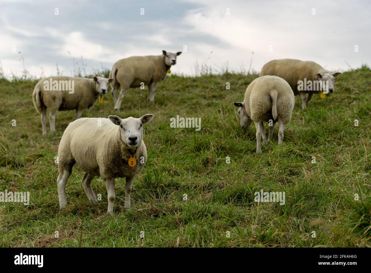 Beautiful shot of sheep grazing in the meadow Stock Photo - Alamy