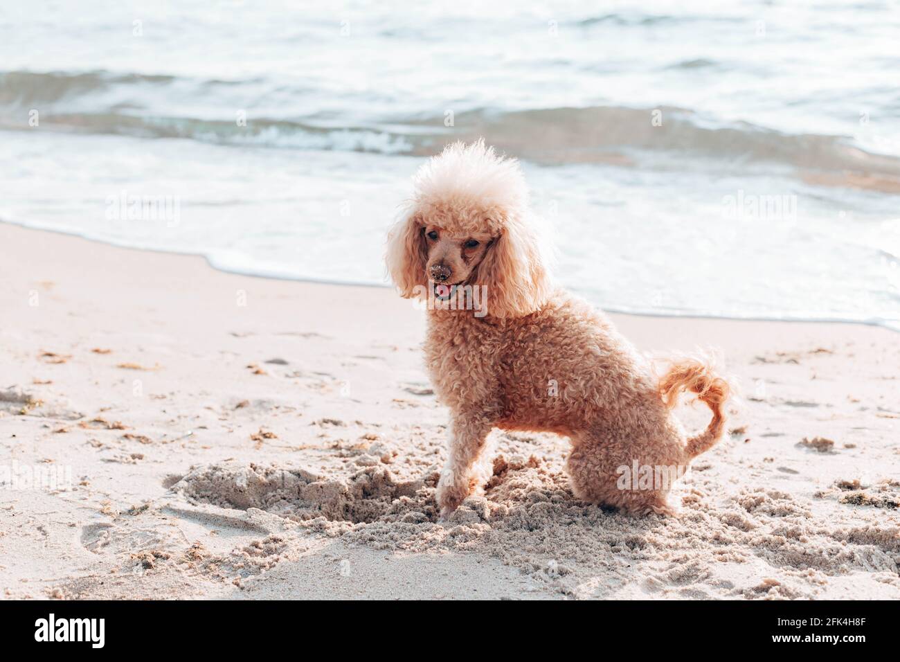 red haired poodle