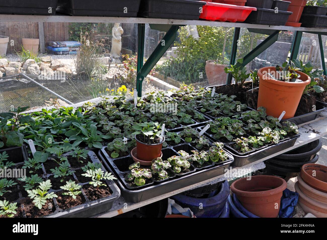 GREENHOUSE WITH PLUG PLANTS IN EARLY SPRING Stock Photo - Alamy