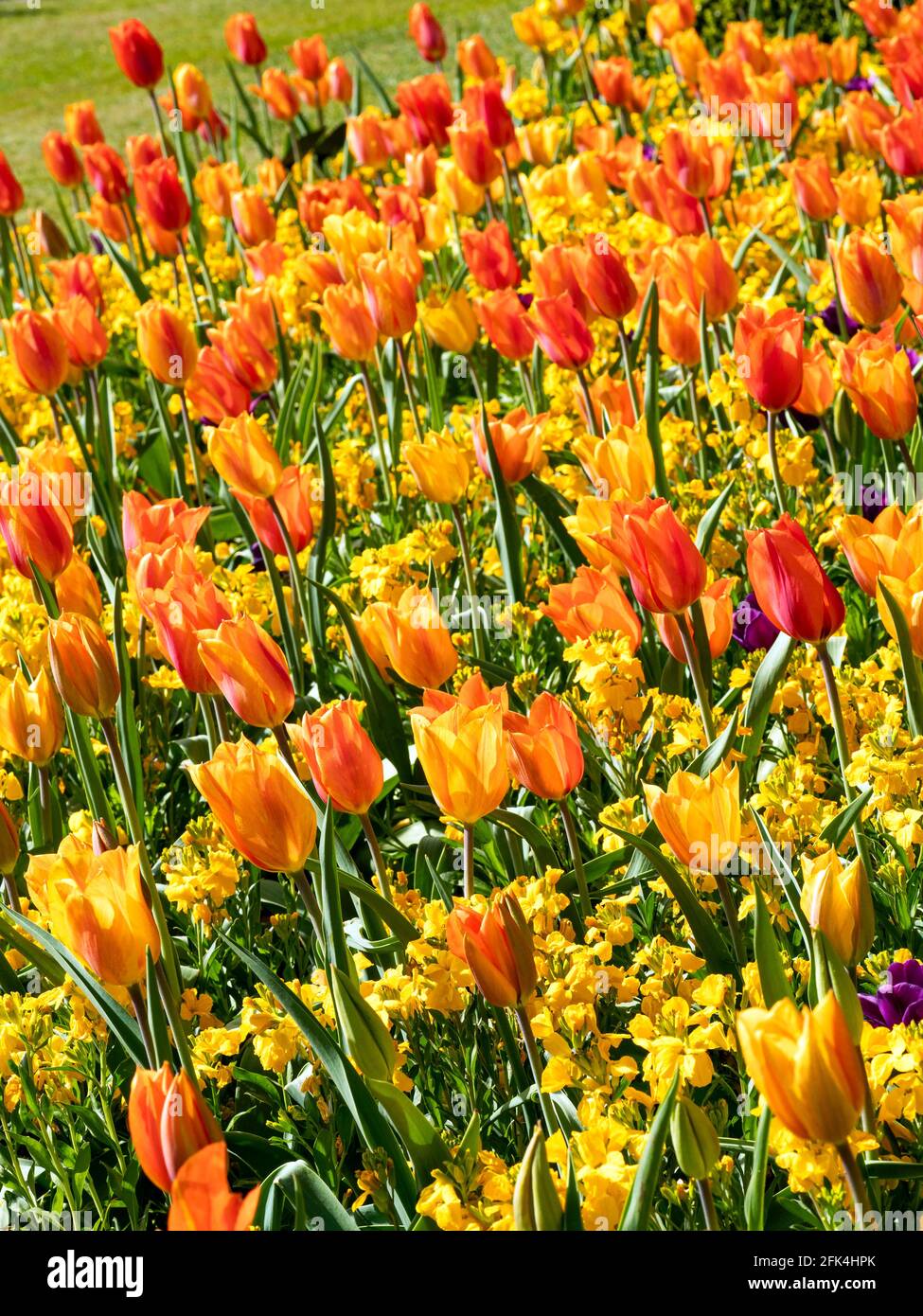 Bright tulip and wallflower display in a garden Stock Photo Alamy