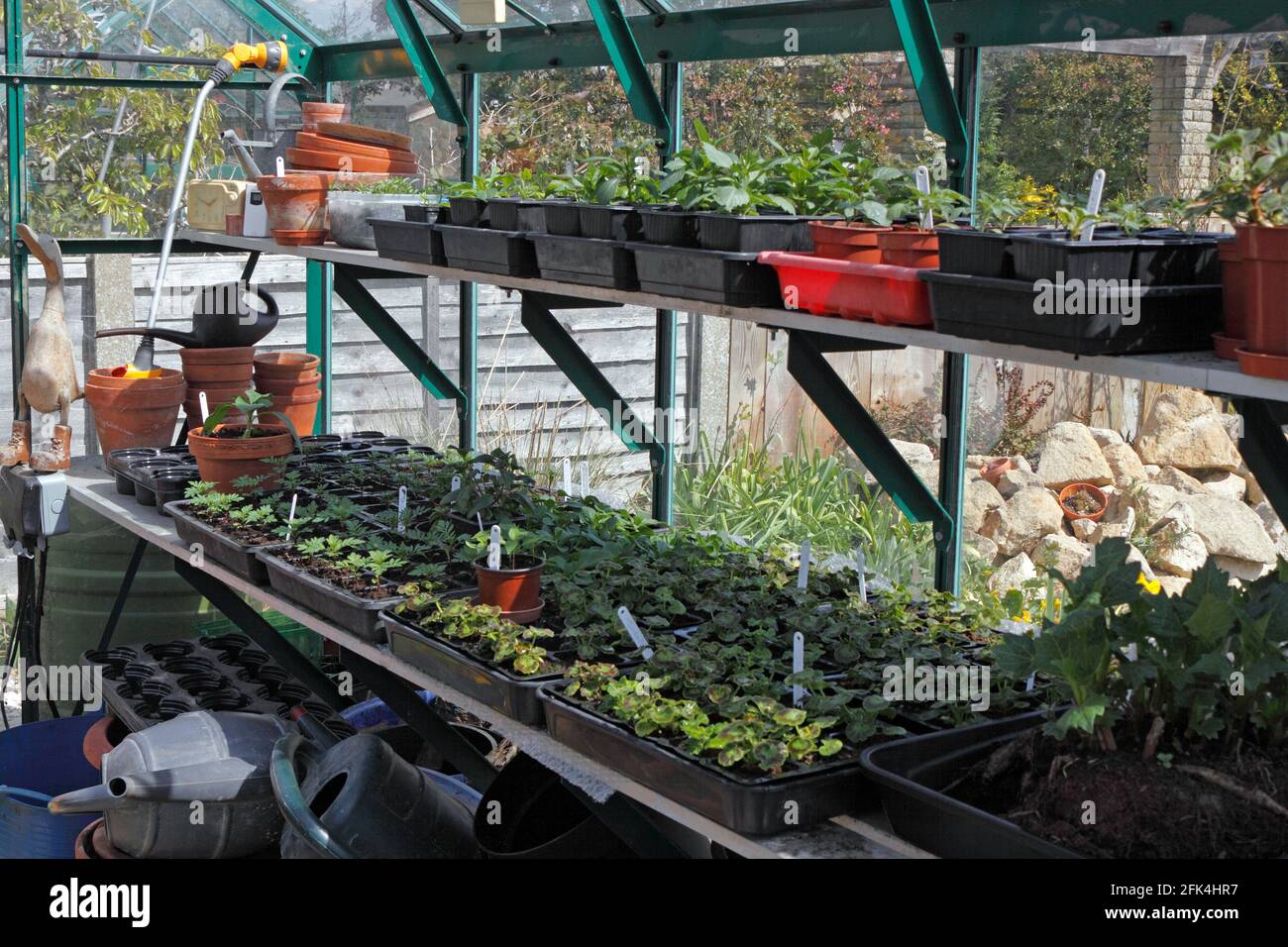 GREENHOUSE WITH PLUG PLANTS IN EARLY SPRING Stock Photo