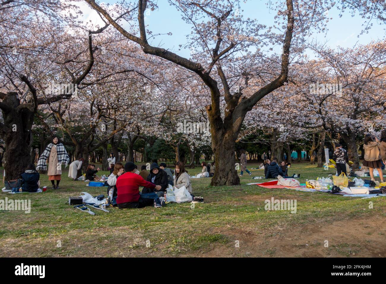 Tokyo, Japan, March 23, 2020: Asian people relax in the park under the blossoming sakura trees in Hanami season. Cherry blossoms. During covid 19 pand Stock Photo