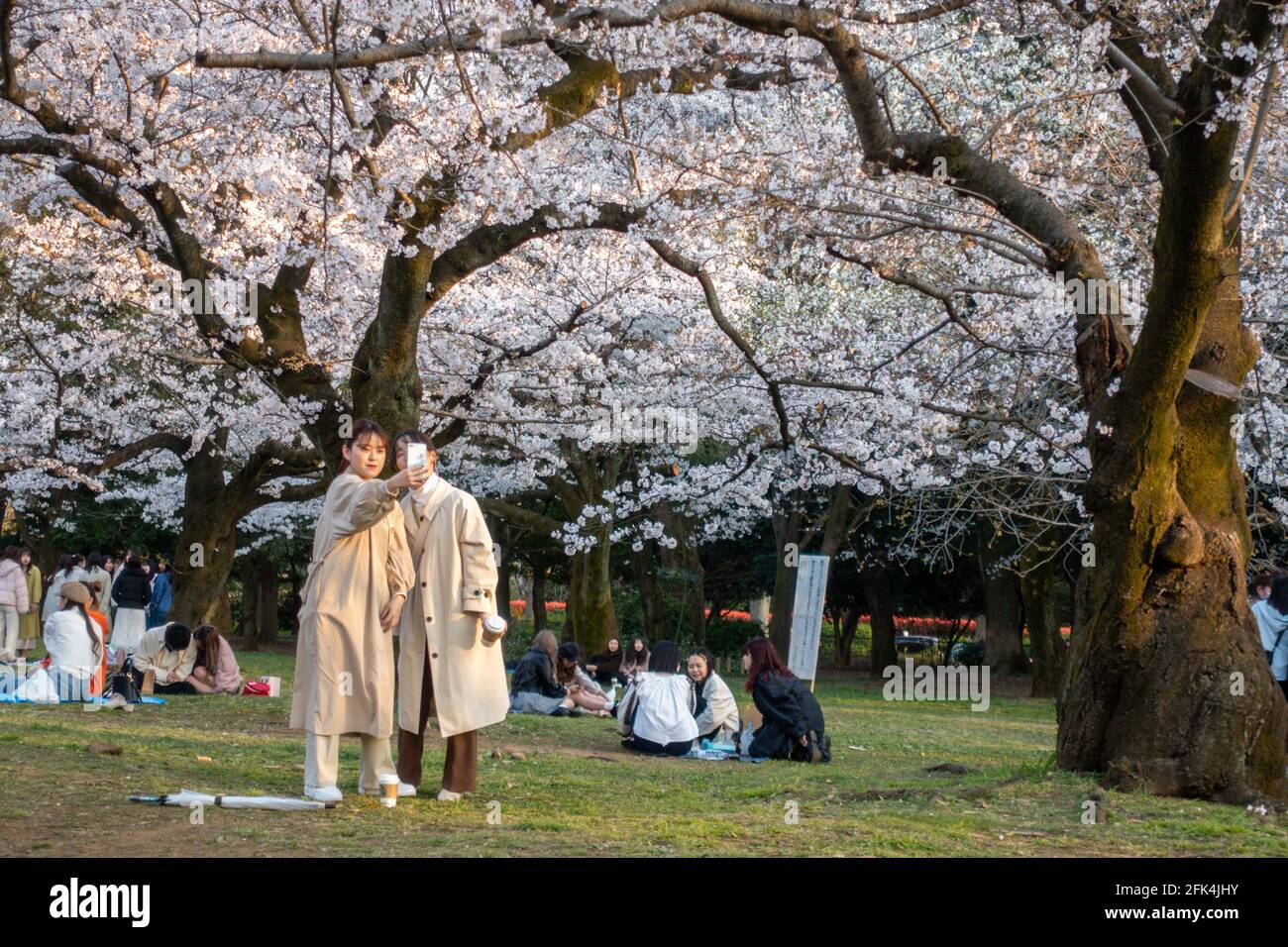 Tokyo, Japan, March 23, 2020: Asian people relax in the park under the blossoming sakura trees in Hanami season and make photos. Cherry blossoms. Duri Stock Photo