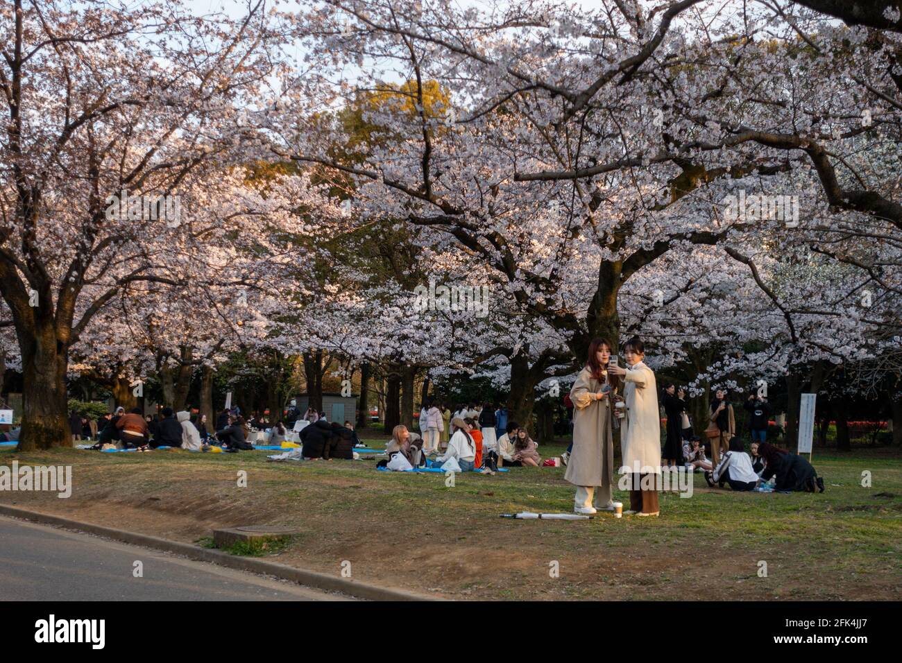 Tokyo, Japan, March 23, 2020: Asian people relax in the park under the blossoming sakura trees in Hanami season. Cherry blossoms. During covid 19 pand Stock Photo