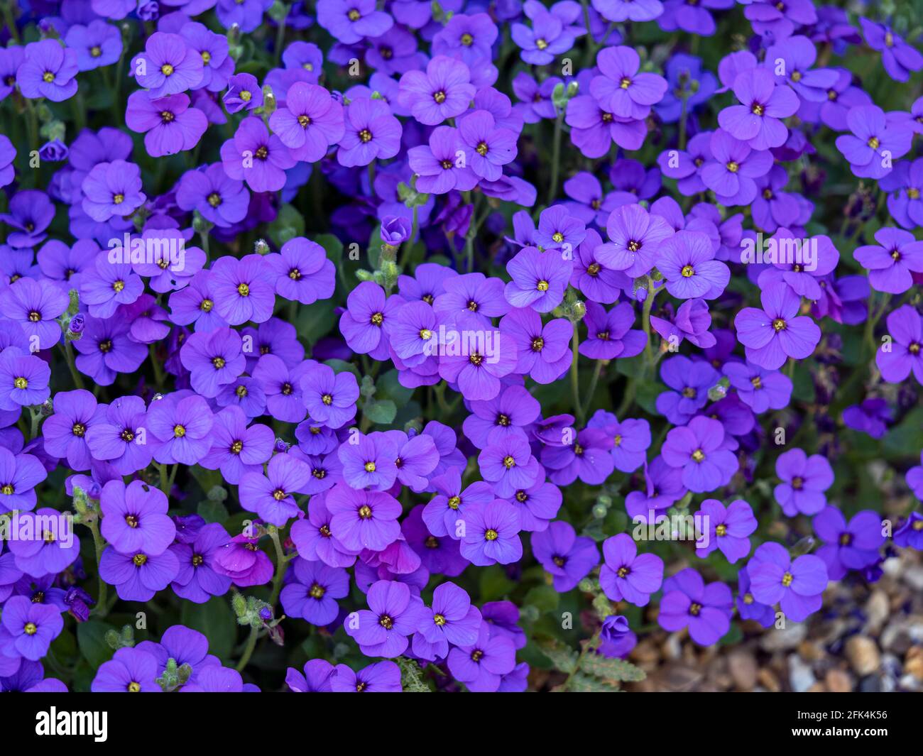 Clump of pretty purple Aubretia flowers in a garden Stock Photo